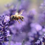 Obsession or Passion? Obsession Or Passion