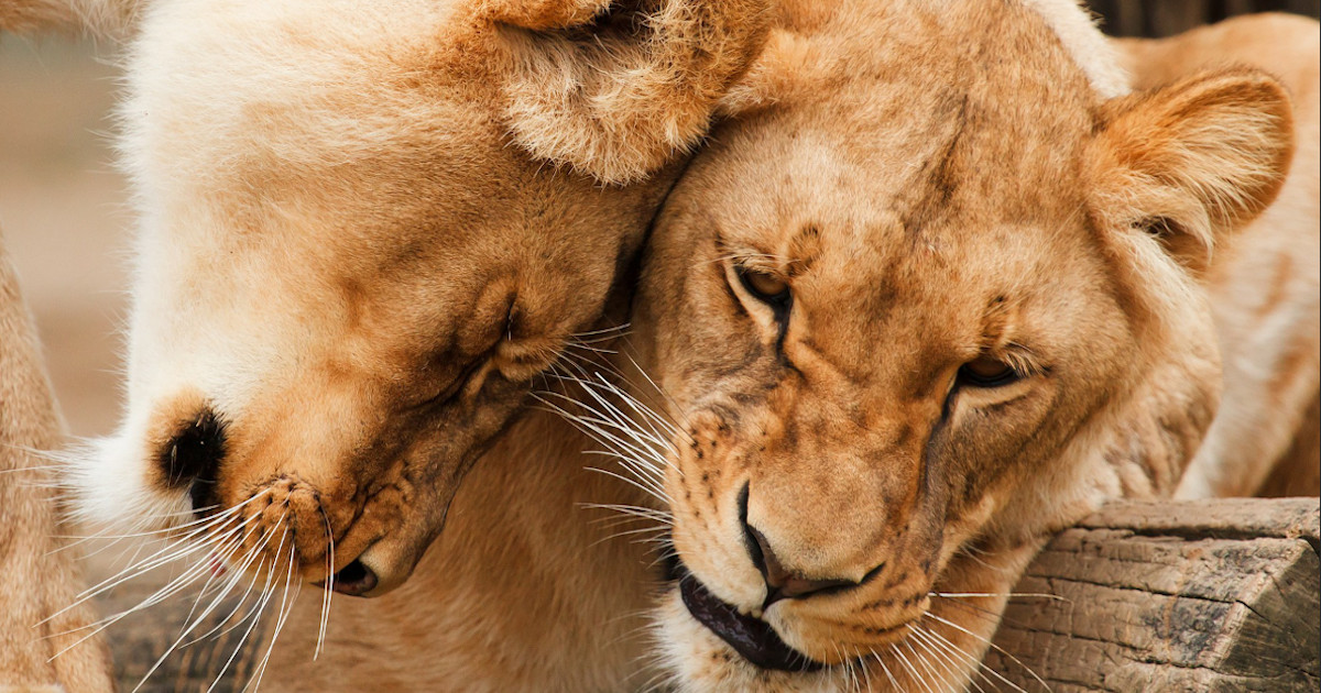 Can You Help Your Partner Like Their Job