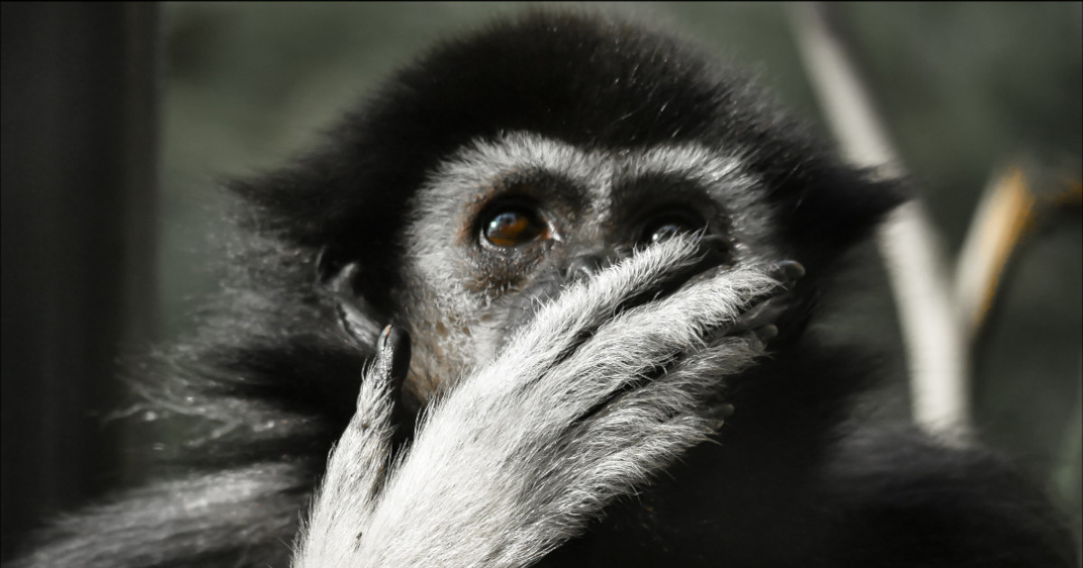 What Did You Just Say