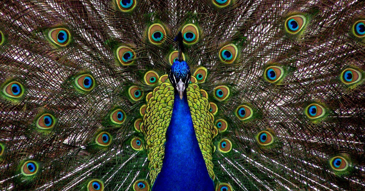 What To Include (Or Not) In Your Cover Letter