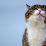 Success - master yourself