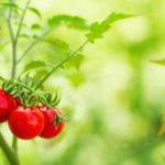 Protect and Nurture Your Dreams