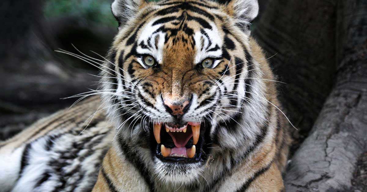 Self-Management and standing in your personal power help you avoid the pitfalls of your mind