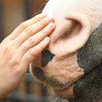 Do They Like Me? Do They Like Me?