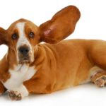 Listen, Not Think Listen, Not Think