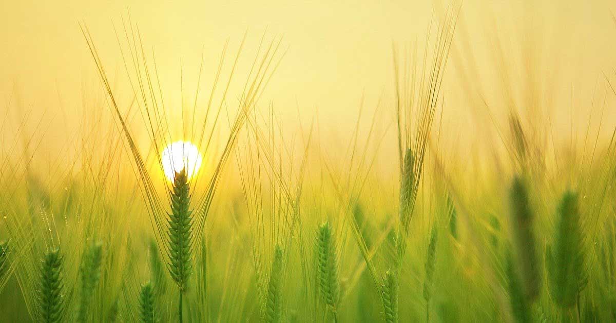 Hidden Gifts of Quarantine