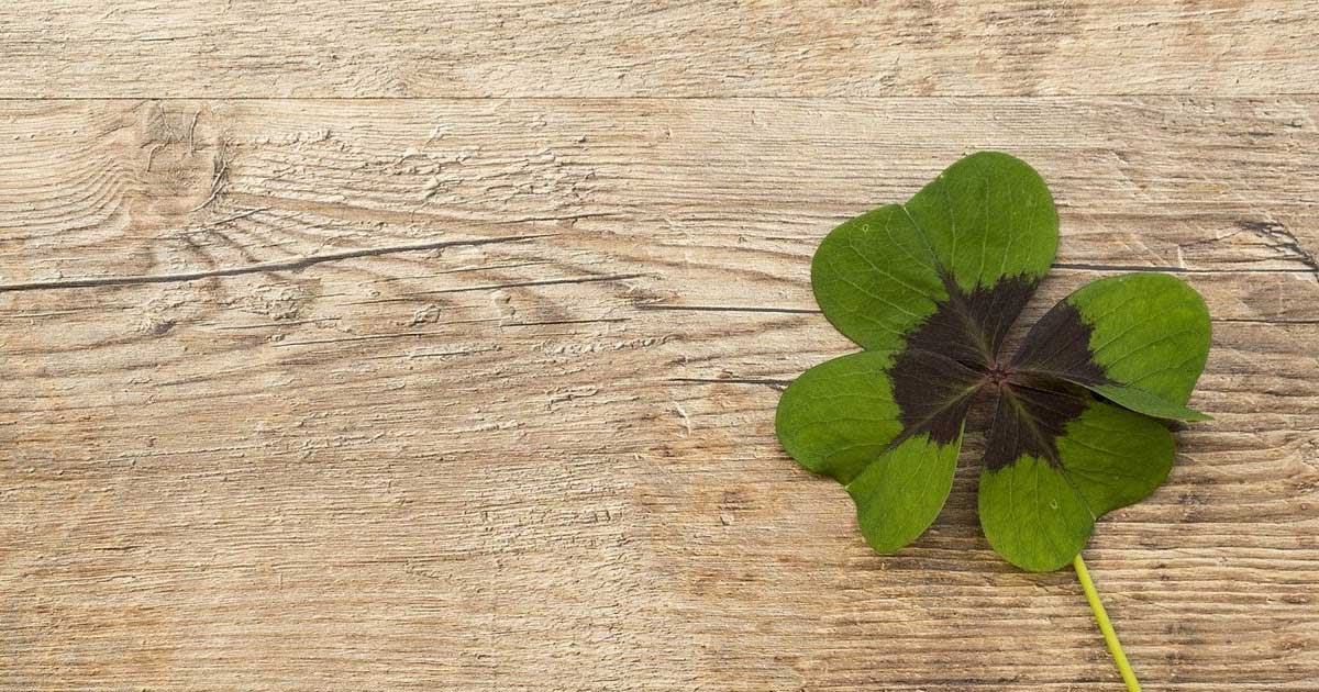 I Have What You're Looking For