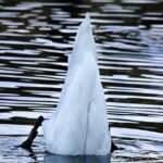 All In for the Win All In for the Win