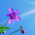 Creative Business Growth Strategies