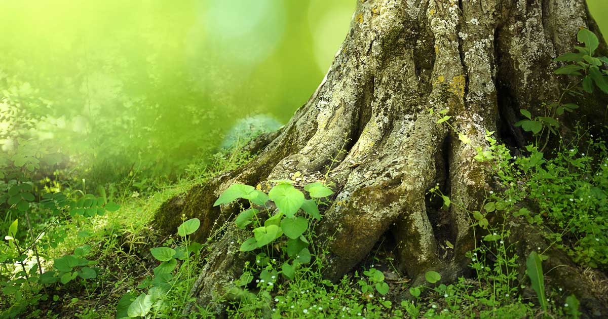 The Roots of Burnout Syndrome