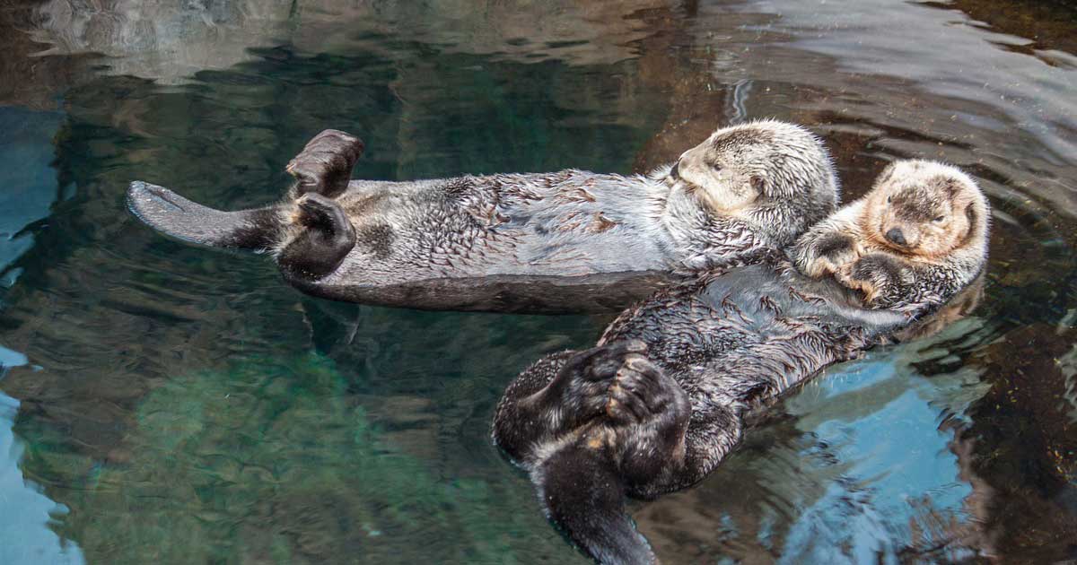 Your Gifts and Talents Are Job Satisfaction Factors