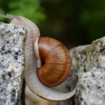 Self Management Skills for Overwhelm Paralysis