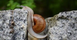Self Management Skills for Overwhelm Paralysis